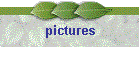 pictures